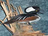 Hooded Merganser
